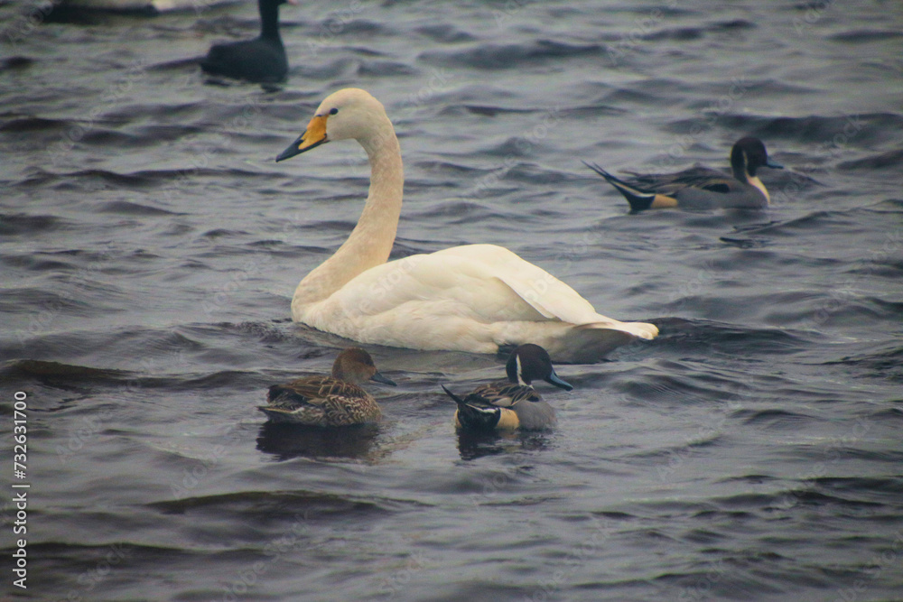 Fototapeta premium A close up of a Whooper Swan