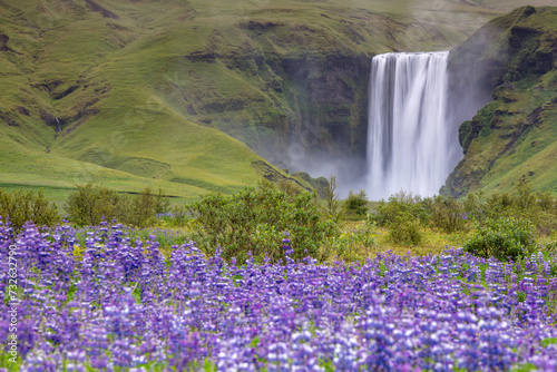 Skogafoss waterfall in Iceland with beautiful purple lupine flowers in the foreground captured in the summer photo