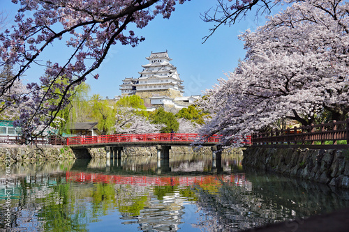 World Heritage Himeji Castle and beautiful cherry blossoms in full bloom, Himeji, Hyogo Prefecture, Japan