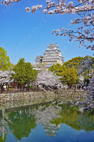 World Heritage Himeji Castle and beautiful cherry blossoms in full bloom, Himeji, Hyogo Prefecture, Japan