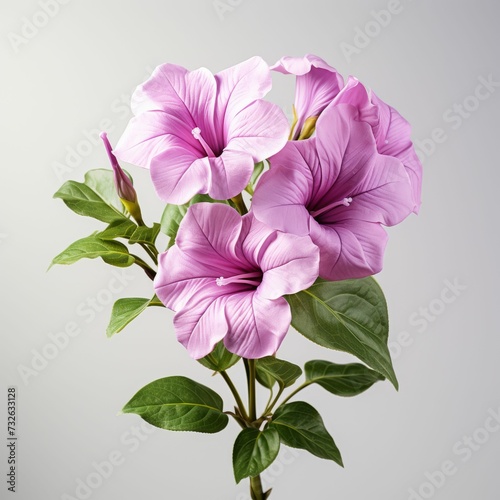 Purple Flower With Green Leaves in Vase