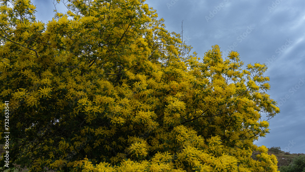 Fototapeta premium yellow tree in the forest