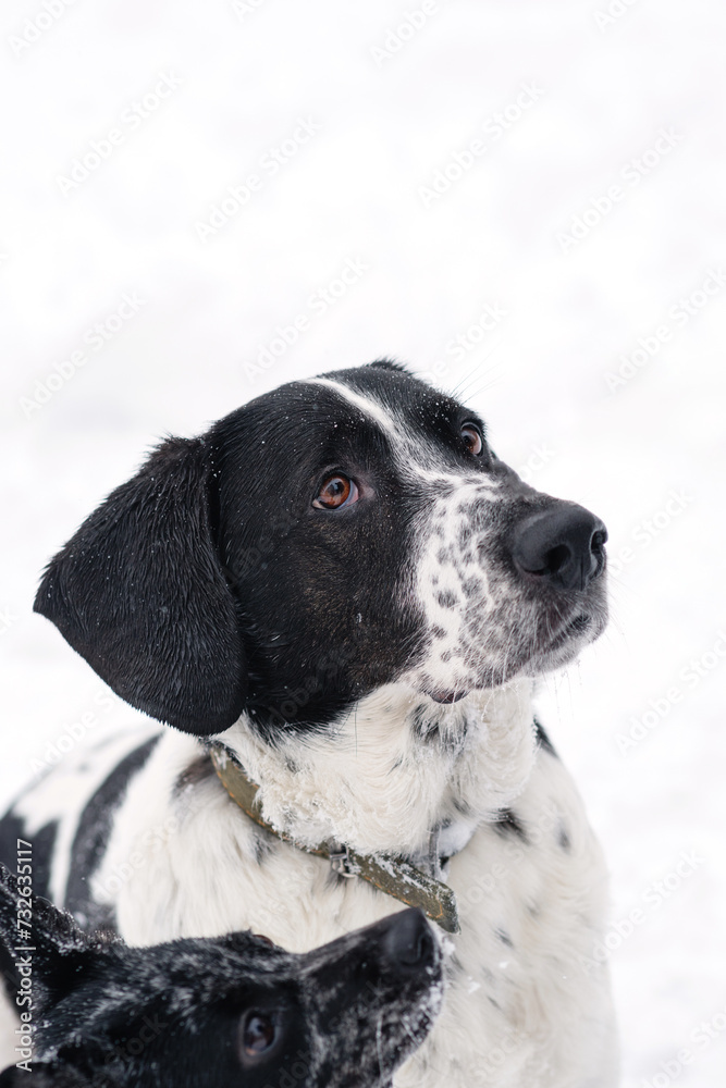 Snow-Dusted Dog Portrait