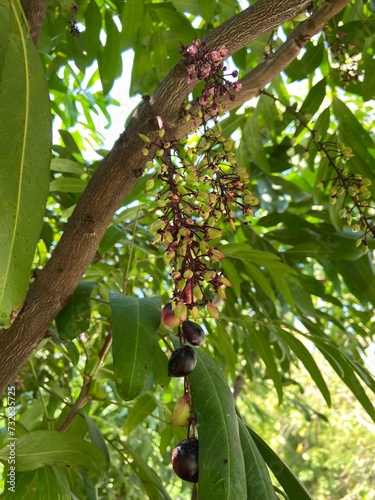 Lepisanthes fruticosa, commonly known as Luna Nut photo