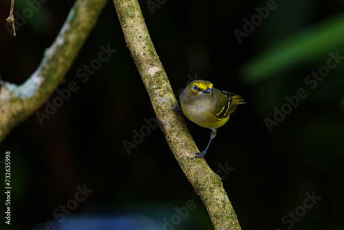 White Eyed Vireo on a Tree photo