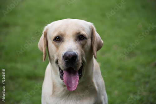 Portrait of adorable labrador retriever dog on yard