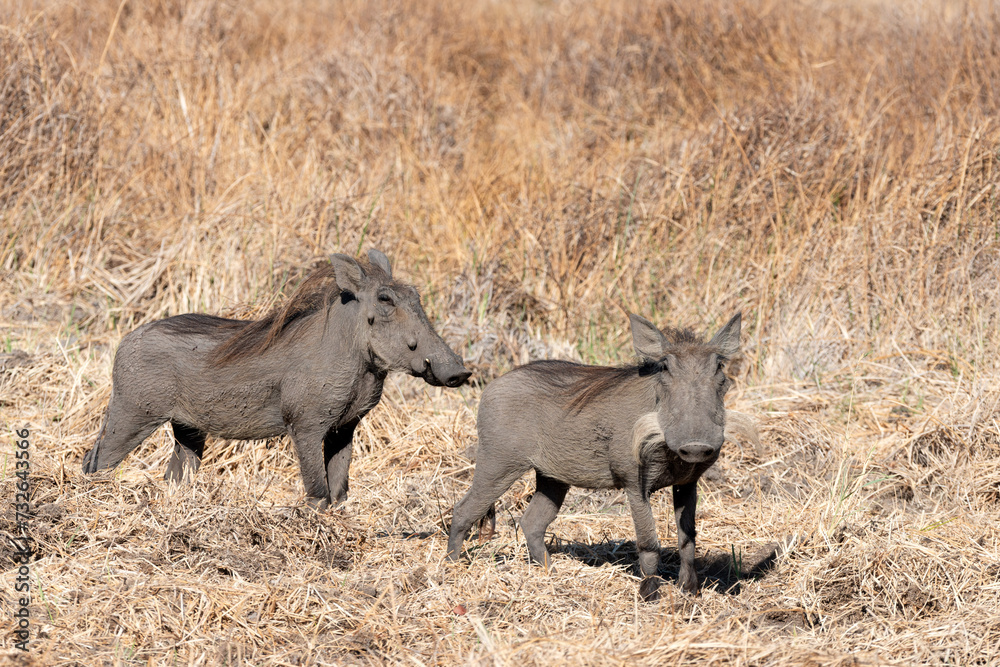 Phacochère du Botswana Phacochère du Botswana