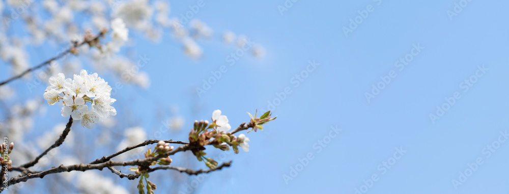 branch of cherry blossoms against the blue sky,flowering of fruit trees, spring branch of cherry blossoms against the blue sky,flowering of fruit trees, spring