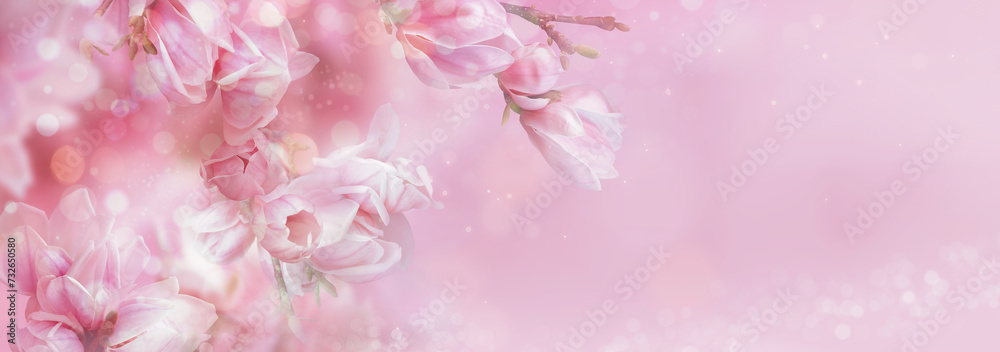 Pink spring magnolia flowers branch. Magnificent floral banner. Tender bloom. Floral backdrop. Botanical garden concept. Aroma and fragrance. Spring season.