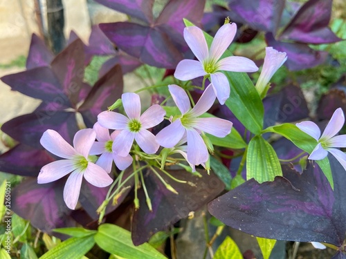 Oxalis triangularis, commonly called false shamrock, is a species of perennial plant in the family Oxalidaceae.