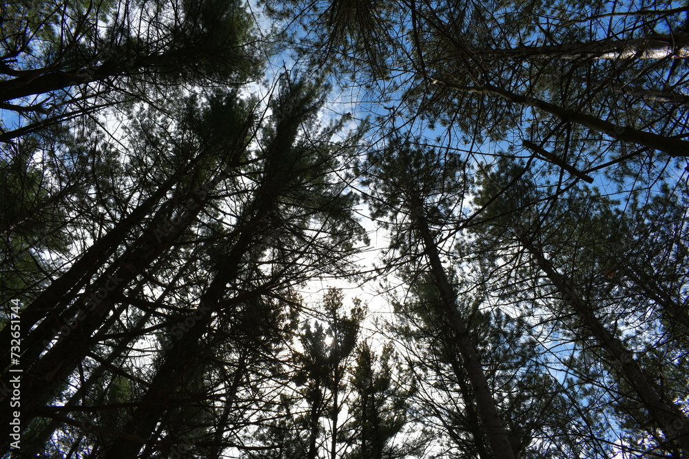 Obraz premium trees in the forest