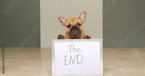 Adorable French Bulldog puppy sits with paws on and behind sign that reads 
