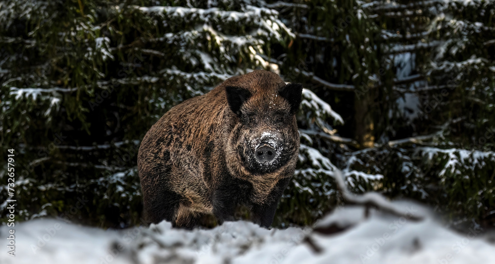 A Wild Boar In Winter (Sus Scrofa)