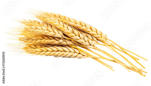 Ears of wheat isolated on transparent background.