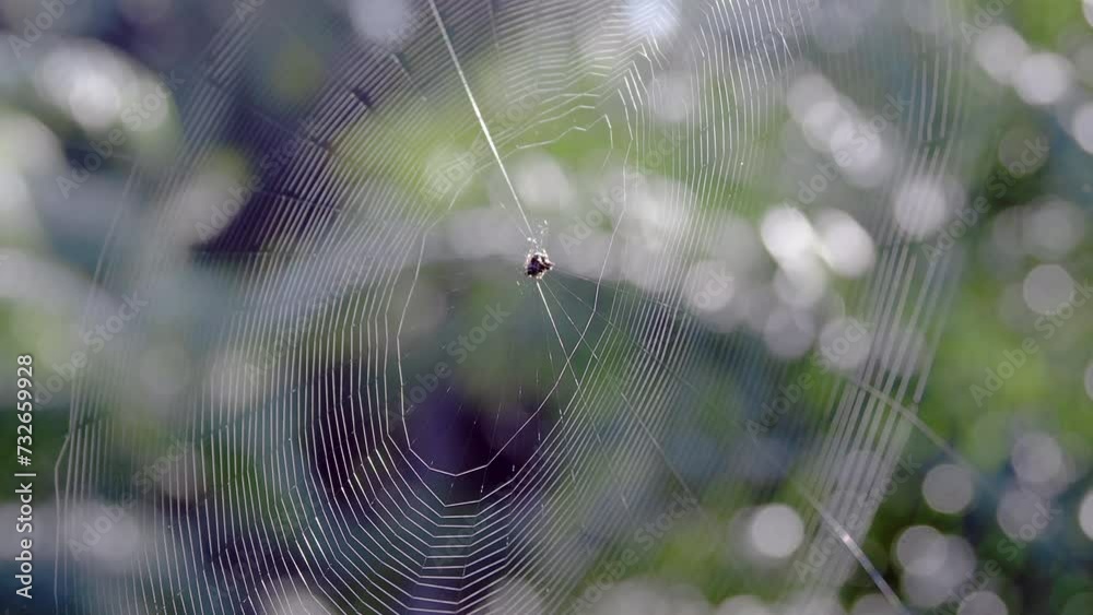 Spiders weave webs to build nests.