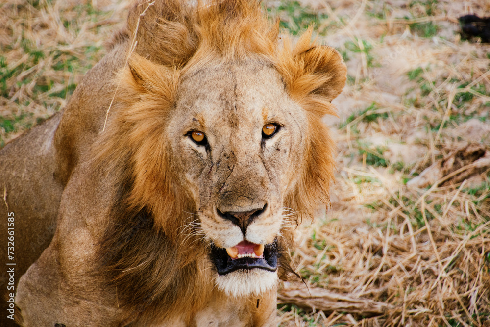 Obraz premium Lion at Tarangire National Park, Tanzania