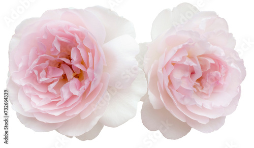 Two delicate pink roses isolated on white background. Detail for creating a collage