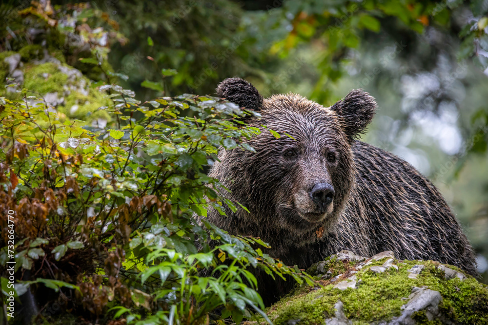 Obraz premium Slovenian brown bear