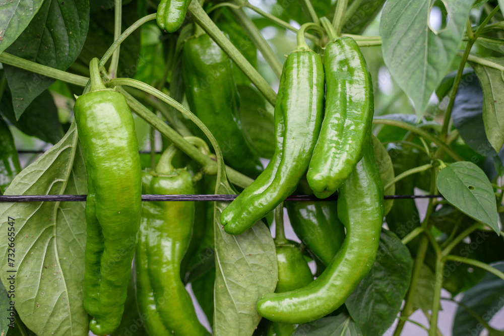 Primer plano de pimientos verdes, para freír en su planta. Primer plano de pimientos verdes, para freír en su planta.