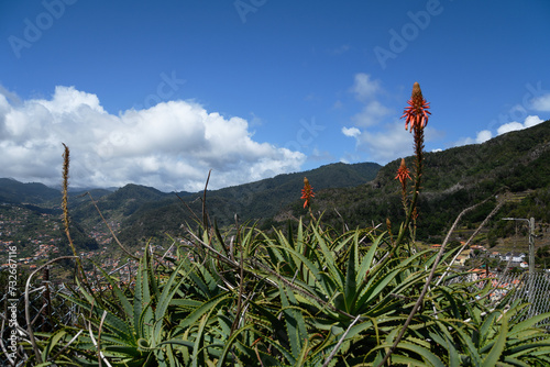 blooming aloes on Madeira island, Portugal