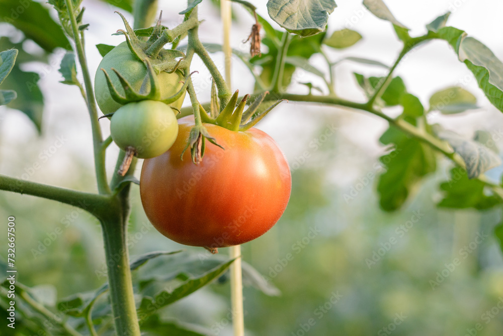 Tomatera con tomates en diferentes fase de crecimiento.
