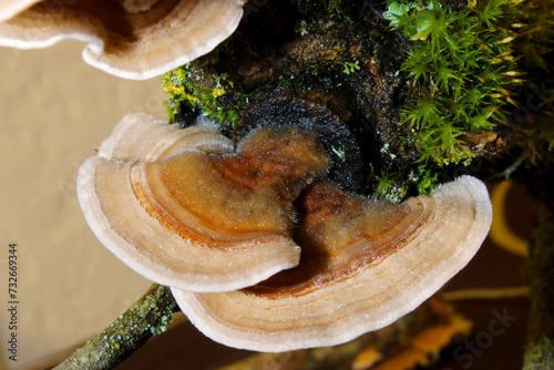 Lichen Turkey Tail Mushroom 03 photo