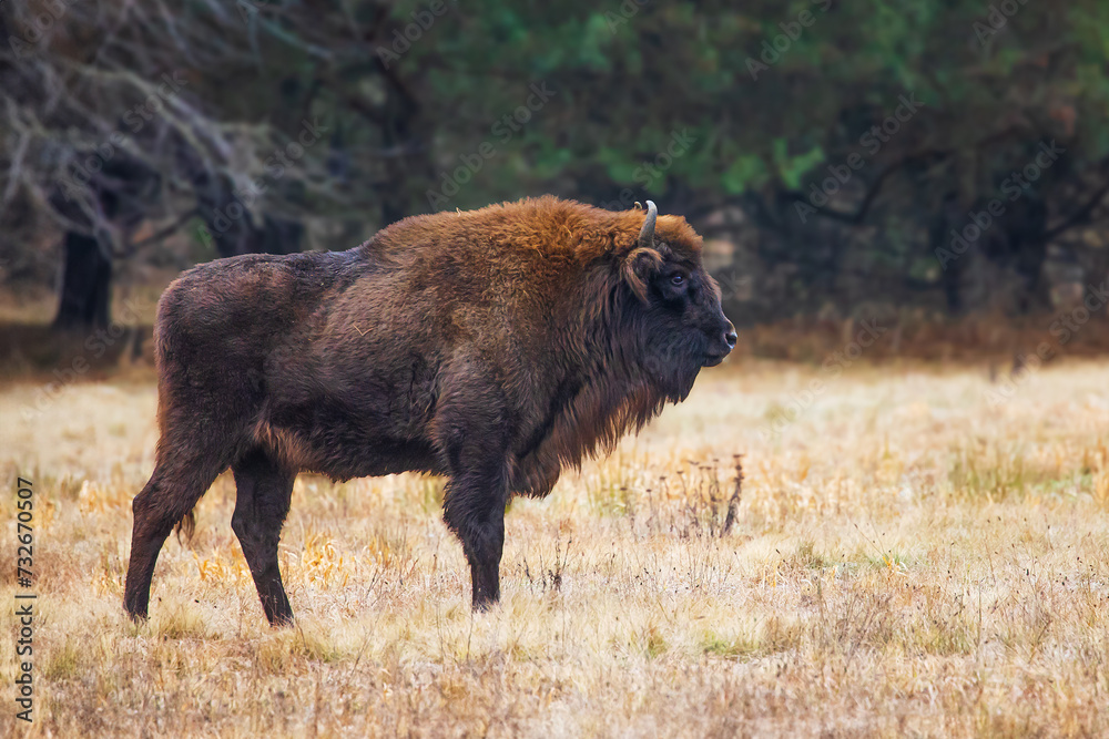 The European bison (Bison bonasus) or the European wood bison herd by the forest male in the pasture The European bison (Bison bonasus) or the European wood bison herd by the forest male in the pasture