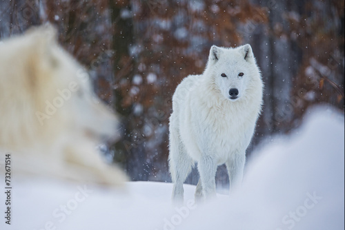 male Arctic wolf (Canis lupus arctos) pack in winter