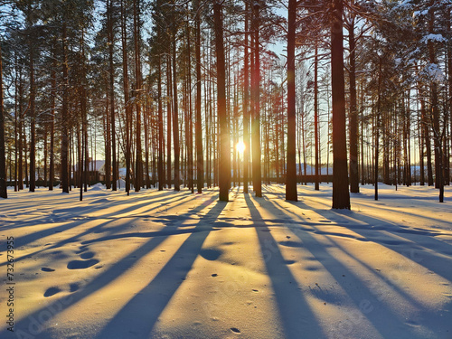 Sunset or sunrise in a winter pine forest with pines covered with snow.