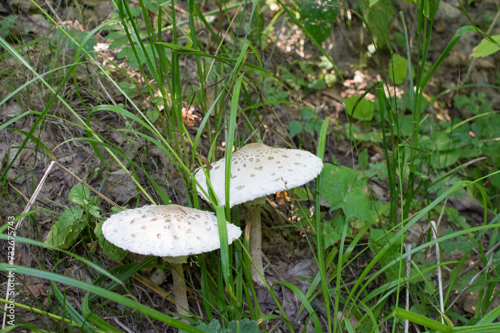 Two umbrella mushrooms grow in the green grass on a summer day Two umbrella mushrooms grow in the green grass on a summer day