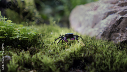 Vampire Crab Geosesarma