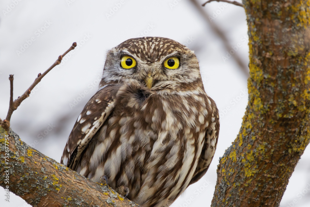 Obraz premium curious little owl looking at the camera