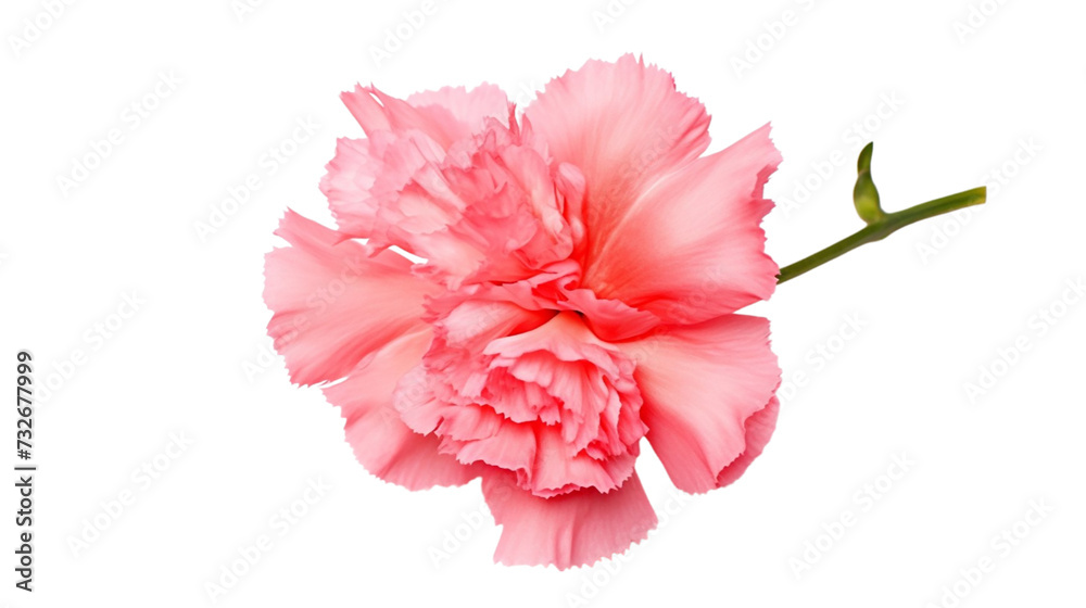 Pink carnation flower isolated on white background. Pink carnation flower isolated on white background.