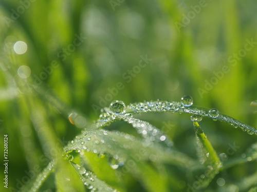 rice farm green background drop and light blur style background sweet 