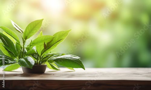 Beautiful spring summer bright nature background with leaves of Camellia sinensis plant. Selective soft focus.