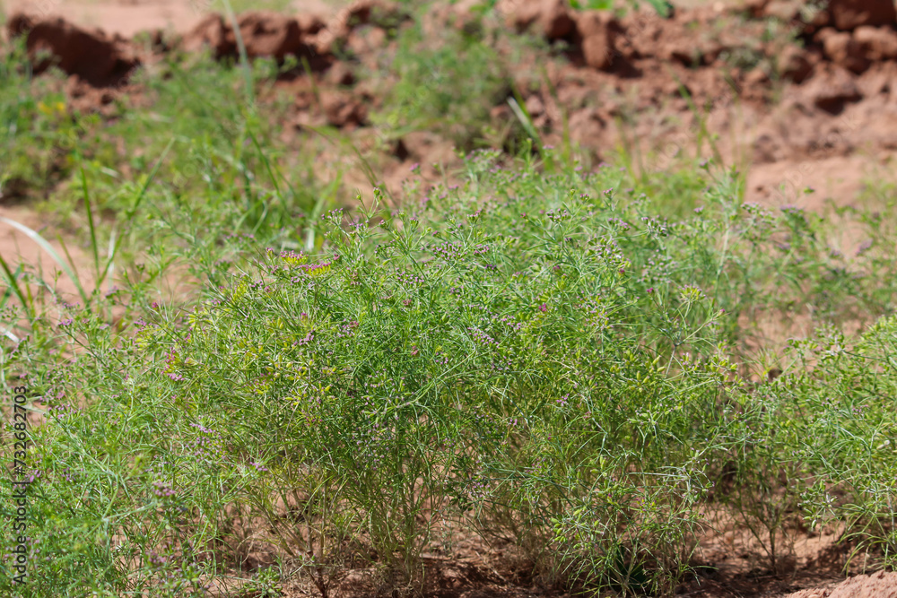 Most popular cumin seeds plant in indian farm or garden,unripped cumin crop dry plants,The most widely used spice is cumin or plant,Carum or Caraway and carvi Most popular cumin seeds plant in indian farm or garden,unripped cumin crop dry plants,The most widely used spice is cumin or plant,Carum or Caraway and carvi