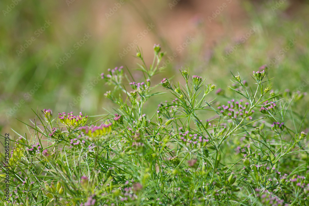 Most popular cumin seeds plant in indian farm or garden,unripped cumin crop dry plants,The most widely used spice is cumin or plant,Carum or Caraway and carvi Most popular cumin seeds plant in indian farm or garden,unripped cumin crop dry plants,The most widely used spice is cumin or plant,Carum or Caraway and carvi