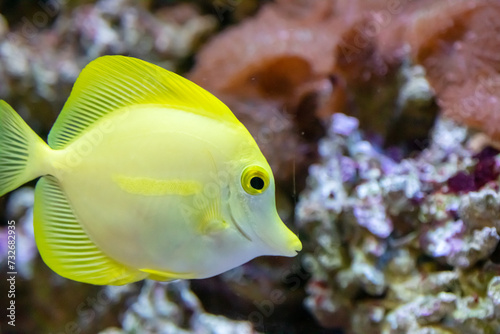Big yellow fish swimming in aquarium closeup