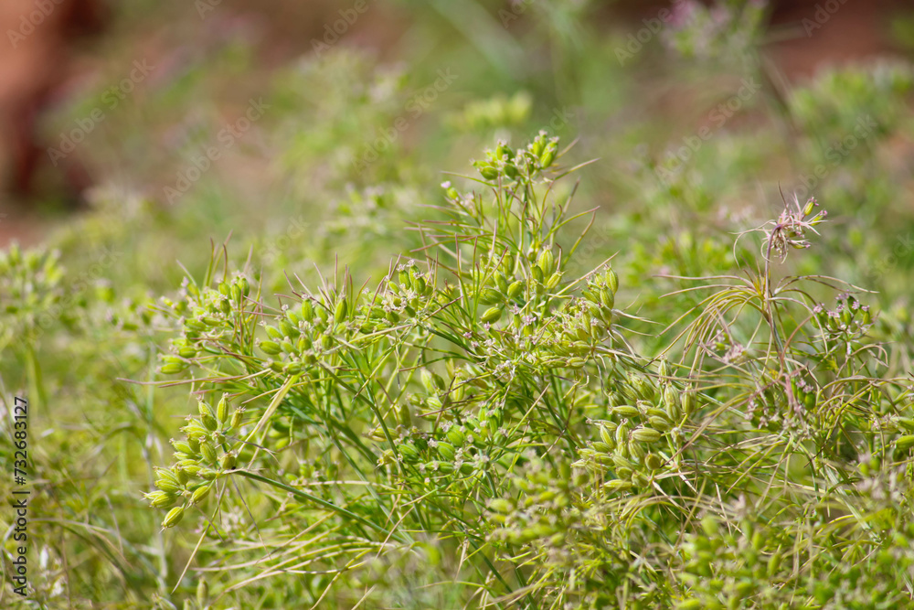 Cumin cultivation and plants,unripped cumin Seeds and Jeera or zira plants,cumin plant or zeera plants,carum Cumin cultivation and plants,unripped cumin Seeds and Jeera or zira plants,cumin plant or zeera plants,carum