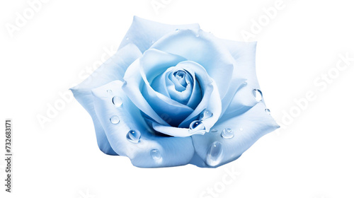 Fresh blue flower. isolated on transparent background