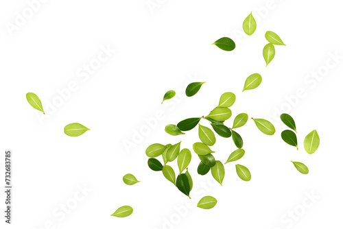 Fresh green boxwood leaves scattered, isolated on white, texture photo