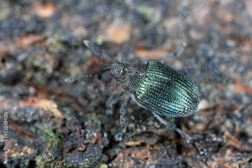 Blue stem weevil (Ceutorhynchus sulcicollis) of beetle from family Curculionidae. This is pest of oilseed plants, witer rape (canola).