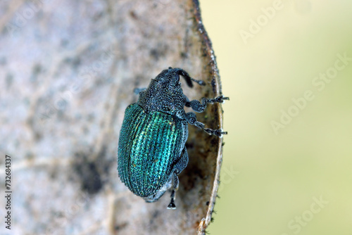 Blue stem weevil (Ceutorhynchus sulcicollis) of beetle from family Curculionidae. This is pest of oilseed plants, witer rape (canola). photo