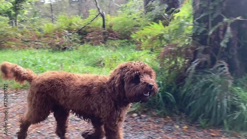 Slow motion capture of a small Cavapoo dog as their owner releases them from a leash and they run along a trail in the countryside - Cumbria, UK