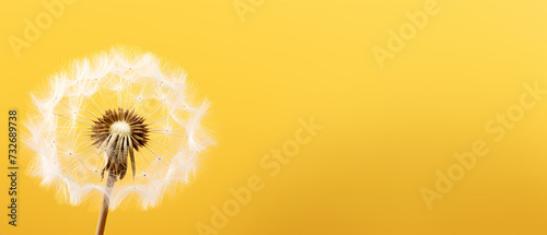 Closeup of a windblown dandelion on a yellow background in spring - blowing ball