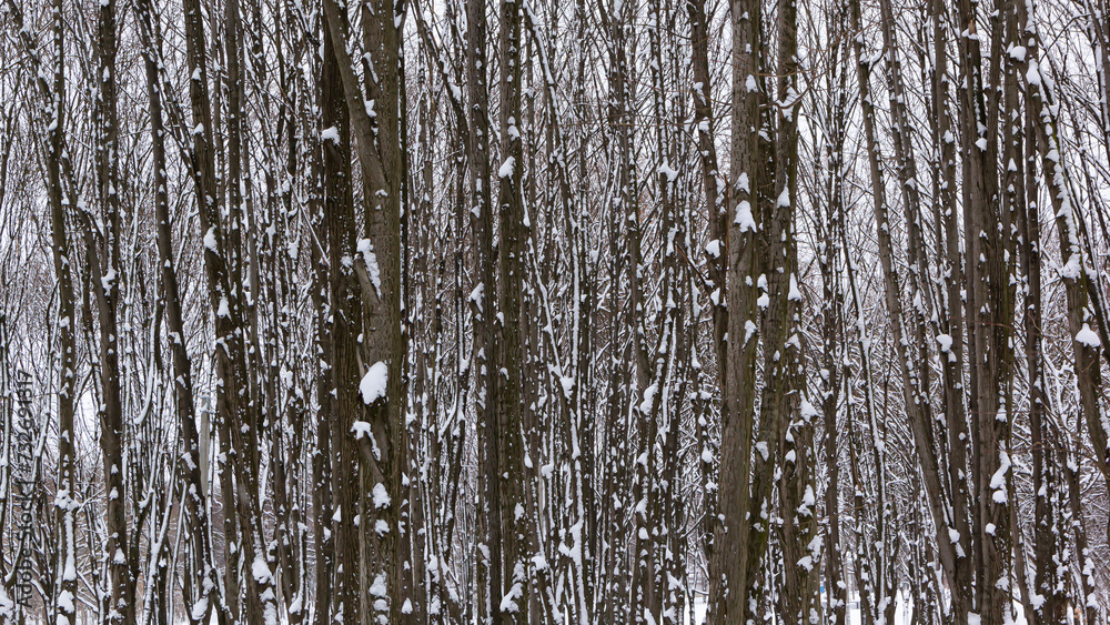 Obraz premium Beautiful winter landscape. View of snow-covered ground