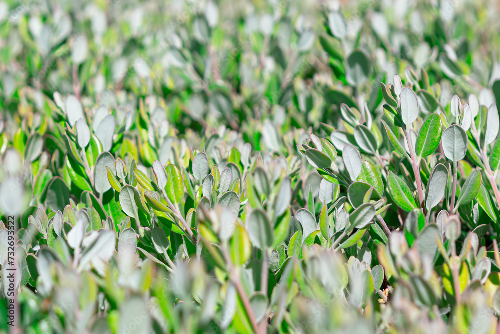 Green leaves background. Natural tropical texture Green leaves background. Natural tropical texture