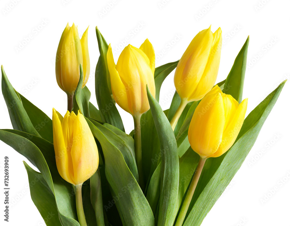 Gelbe Tulpen isoliert auf weißem Hintergrund, Freisteller Gelbe Tulpen isoliert auf weißem Hintergrund, Freisteller