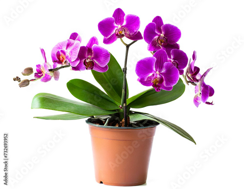 lila Orchideen im Topf isoliert auf wei  en Hintergrund  Freisteller