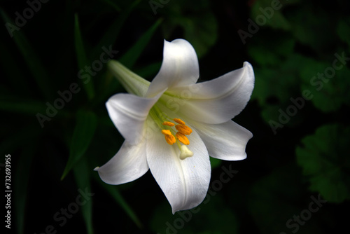  Easter lily_03